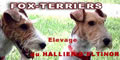 Les Fox-Terriers du Hallier d'Eltinor