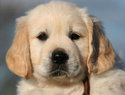 Golden Retrievers des Cimes Etoiles