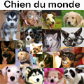 Chien du monde