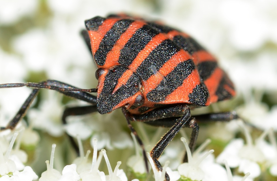 Pro-Bug Dtection, les pros de la dtection canine de puces de lit en Haute-Savoie