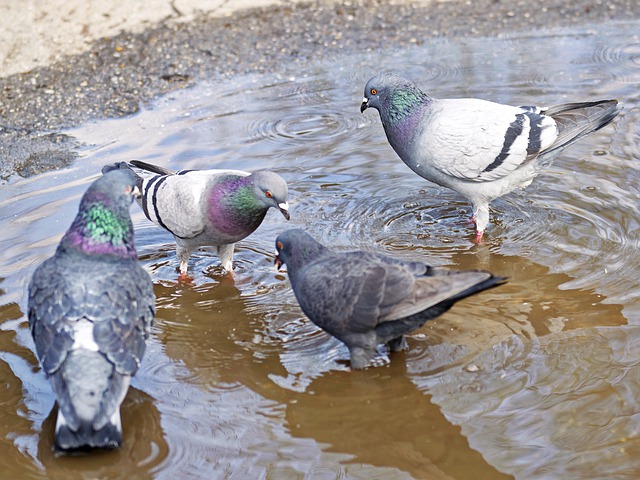 PIGEON PROPRE, solution anti-pigeon