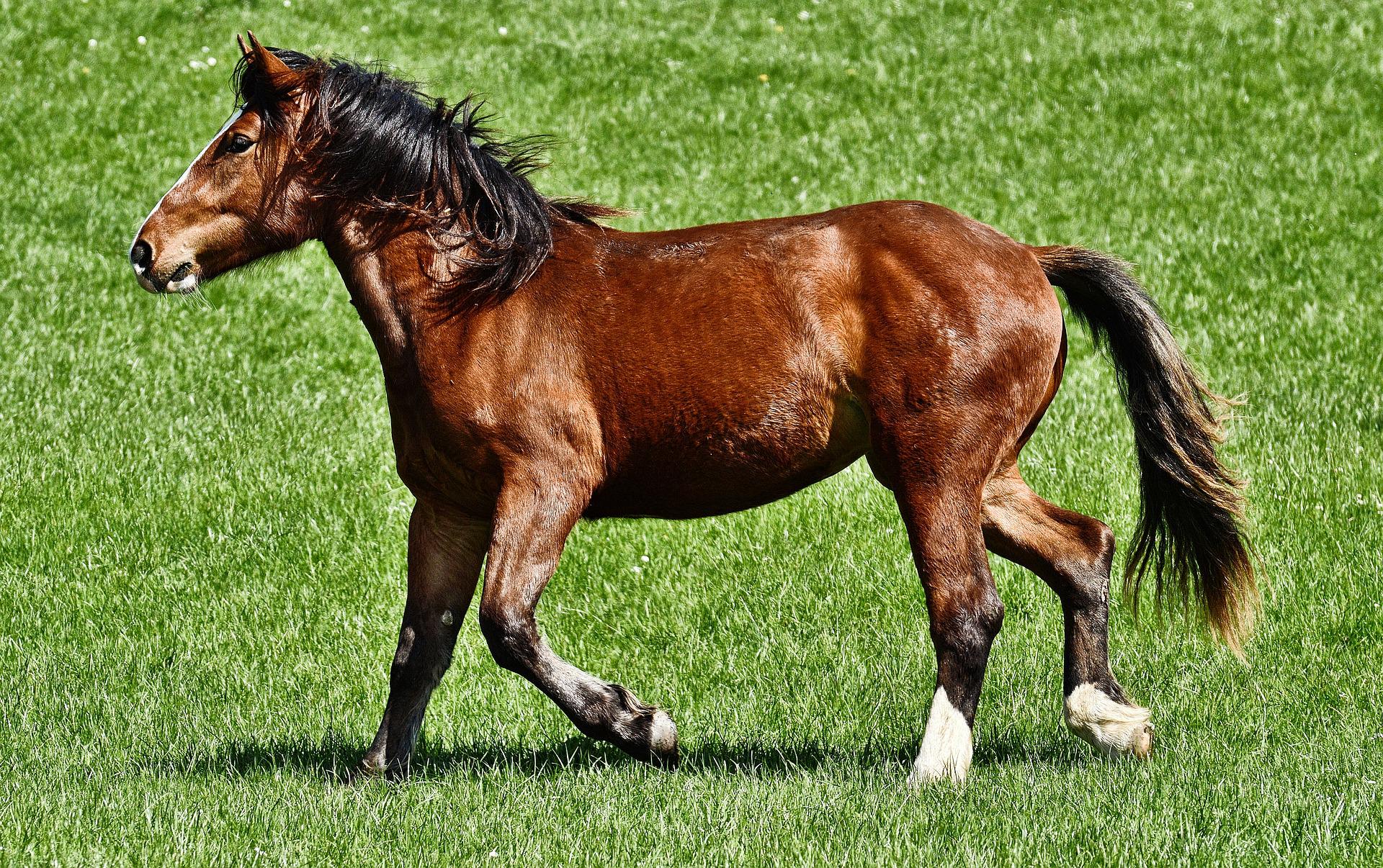 Complments alimentaires pour chevaux